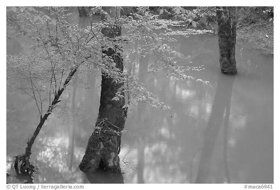 Flooded trees in Echo River Spring. Mammoth Cave National Park (black and white)