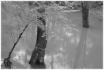 Flooded trees in Echo River Spring. Mammoth Cave National Park, Kentucky, USA. (black and white)