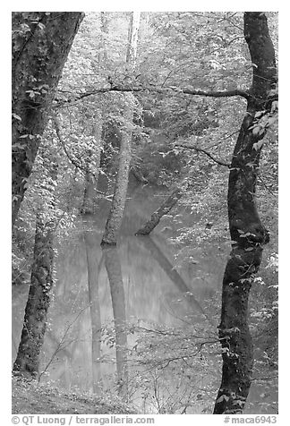 Trees reflected in green water of Echo River Spring. Mammoth Cave National Park (black and white)