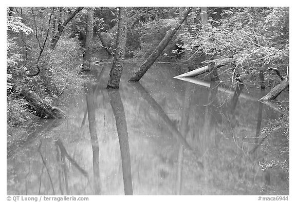 Trees and reflections in Echo River Spring. Mammoth Cave National Park (black and white)