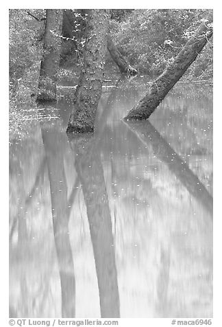 Trees and reflections in green waters of Echo River Spring. Mammoth Cave National Park (black and white)