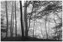 Hemlock trees in fog, Grandview. New River Gorge National Park and Preserve ( black and white)