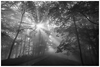 Path with sunrays through fog. New River Gorge National Park and Preserve ( black and white)