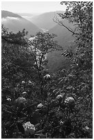 Rhododendron thicket and New River, Grandview. New River Gorge National Park and Preserve ( black and white)