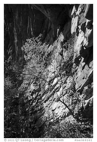 Tree and cliff, Castle Rock. New River Gorge National Park and Preserve (black and white)