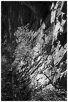 Tree and cliff, Castle Rock. New River Gorge National Park and Preserve ( black and white)