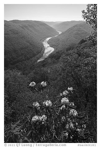 Rhododendron in bloom framing river gorge from Grandview. New River Gorge National Park and Preserve (black and white)