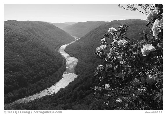 Rhododendron and river gorge from Grandview north overlook. New River Gorge National Park and Preserve (black and white)