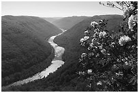 Rhododendron and river gorge from Grandview north overlook. New River Gorge National Park and Preserve ( black and white)