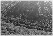 Forested gorge from Beauty Mountain. New River Gorge National Park and Preserve ( black and white)