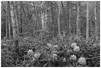 Forest with rododendrons blooming. New River Gorge National Park and Preserve ( black and white)