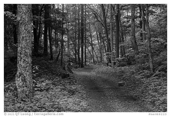 Glade Creek Trail. New River Gorge National Park and Preserve (black and white)