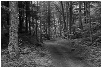 Glade Creek Trail. New River Gorge National Park and Preserve ( black and white)