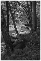 Forest and Glade Creek. New River Gorge National Park and Preserve ( black and white)