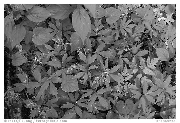 Forest floor close-up with flowers and leaves. New River Gorge National Park and Preserve (black and white)