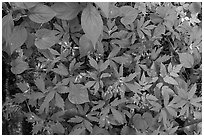 Forest floor close-up with flowers and leaves. New River Gorge National Park and Preserve ( black and white)