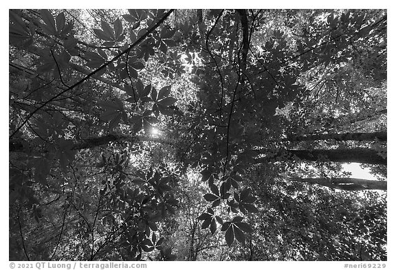 Looking up early spring forest, Glades Creek. New River Gorge National Park and Preserve (black and white)