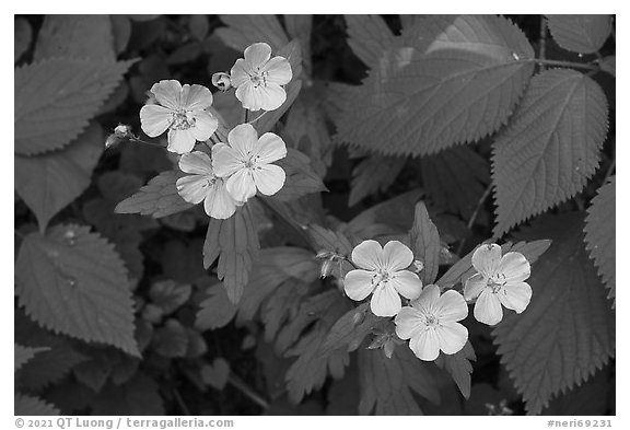 Spring Beauty flowers. New River Gorge National Park and Preserve (black and white)