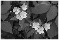 Spring Beauty flowers. New River Gorge National Park and Preserve ( black and white)