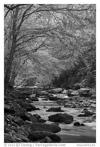 Trees with fresh spring leaves above Glade Creek. New River Gorge National Park and Preserve (black and white)
