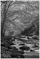 Trees with fresh spring leaves above Glade Creek. New River Gorge National Park and Preserve ( black and white)