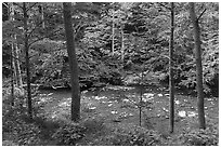 Glade Creek in the spring. New River Gorge National Park and Preserve ( black and white)