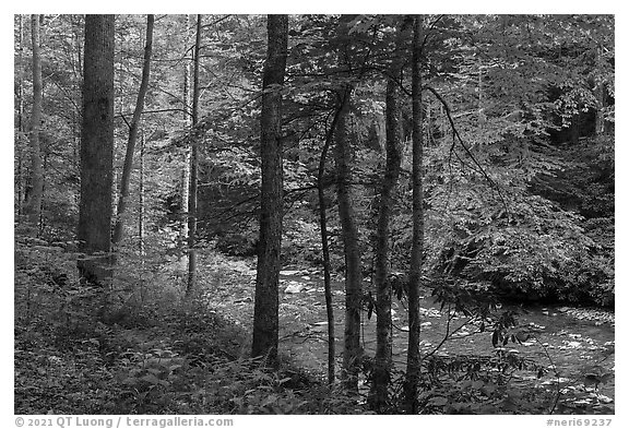 Trees with fresh spring leaves bordering Glade Creek. New River Gorge National Park and Preserve (black and white)