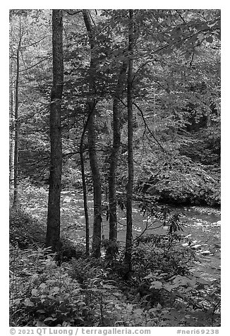 Trees with new spring leaves next to Glade Creek. New River Gorge National Park and Preserve (black and white)