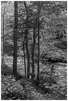 Trees with new spring leaves next to Glade Creek. New River Gorge National Park and Preserve ( black and white)