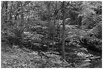 Spring forest and Glade Creek. New River Gorge National Park and Preserve ( black and white)