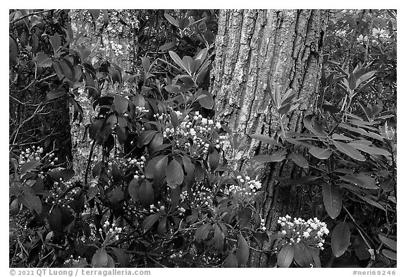 Budding Mountain Laurel and trees. New River Gorge National Park and Preserve (black and white)