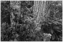 Budding Mountain Laurel and trees. New River Gorge National Park and Preserve ( black and white)