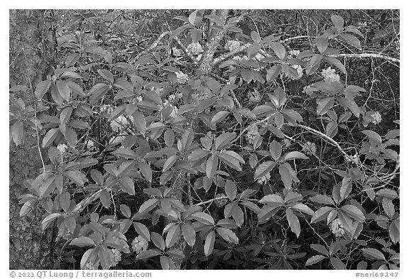 Leaves and rhododendrons. New River Gorge National Park and Preserve (black and white)