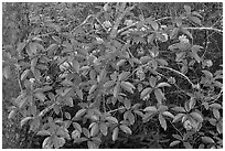 Leaves and rhododendrons. New River Gorge National Park and Preserve ( black and white)