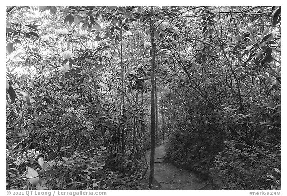 Rhododendrons and Long Point Trail. New River Gorge National Park and Preserve (black and white)