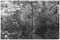 Rhododendrons and Long Point Trail. New River Gorge National Park and Preserve ( black and white)