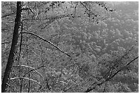 Trees and slopes from Long Point. New River Gorge National Park and Preserve ( black and white)
