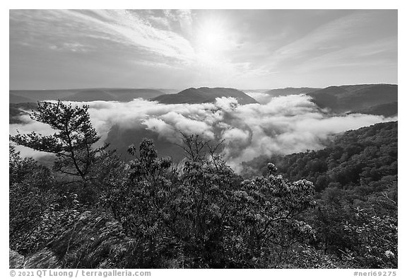 Flowers and breaking fog from Grandview North Overlook. New River Gorge National Park and Preserve (black and white)