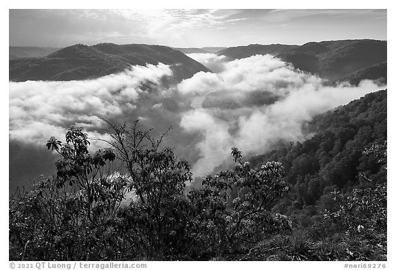 Flowers and dissipating fog from Grandview North Overlook. New River Gorge National Park and Preserve (black and white)