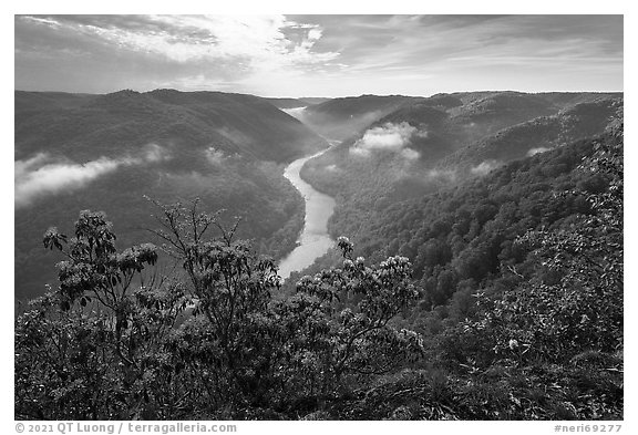 View over gorge with flowers from Grandview North Overlook. New River Gorge National Park and Preserve (black and white)