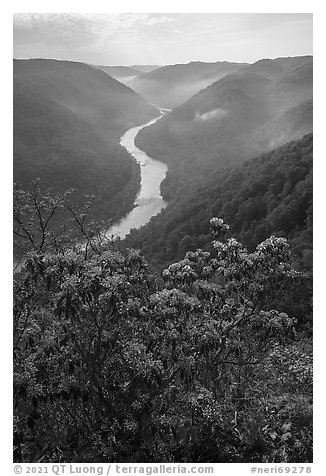 Flowers and river gorge from Grandview North Overlook, morning. New River Gorge National Park and Preserve (black and white)