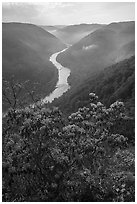 Flowers and river gorge from Grandview North Overlook, morning. New River Gorge National Park and Preserve ( black and white)