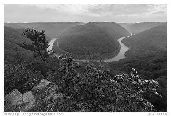 Flowers and new River bend from Grandview North Overlook. New River Gorge National Park and Preserve (black and white)