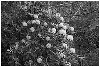 Rhododendrons. New River Gorge National Park and Preserve ( black and white)