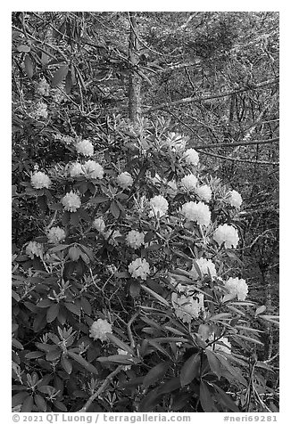 Rhododendrons bush. New River Gorge National Park and Preserve (black and white)