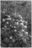 Rhododendrons bush. New River Gorge National Park and Preserve ( black and white)