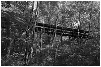 Coal Conveyor in forest, Kaymoor Mine Site. New River Gorge National Park and Preserve ( black and white)