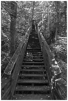 Staircase boardwalk, Kaymoor Mine Site. New River Gorge National Park and Preserve ( black and white)