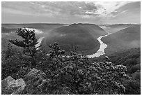 Horseshoe bend of gorge with flowers and mist from Grandview North Overlook. New River Gorge National Park and Preserve ( black and white)