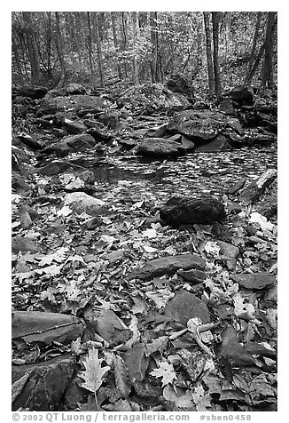 Fallen leaves and rocks in autumn. Shenandoah National Park (black and white)